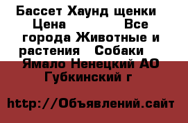 Бассет Хаунд щенки › Цена ­ 20 000 - Все города Животные и растения » Собаки   . Ямало-Ненецкий АО,Губкинский г.